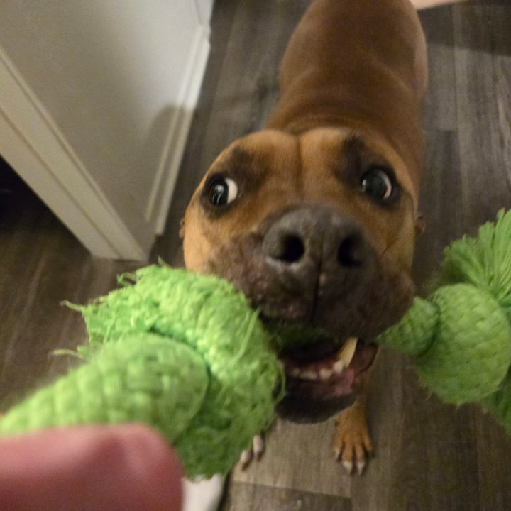 A photo of a dog playing with a green chew toy, taken with the Samsung Galaxy S24 Plus.