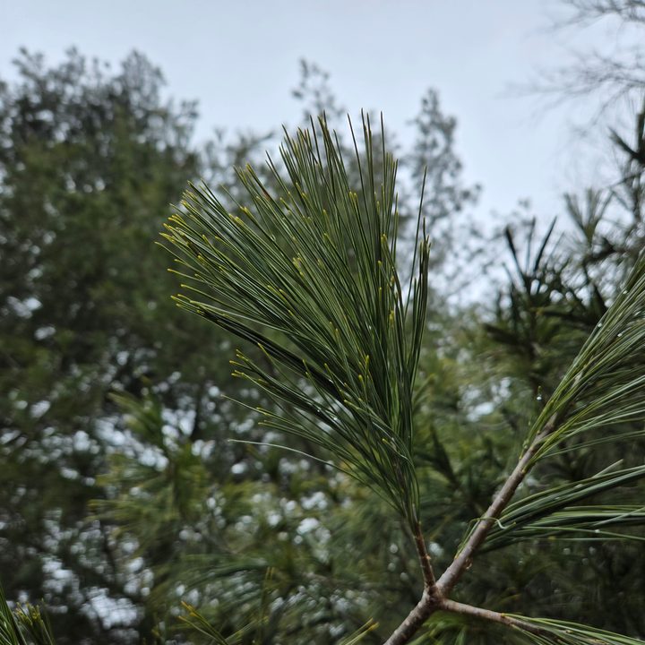 A photo of pine needles against an overcast sky, taken with the Samsung Galaxy S24 Plus.
