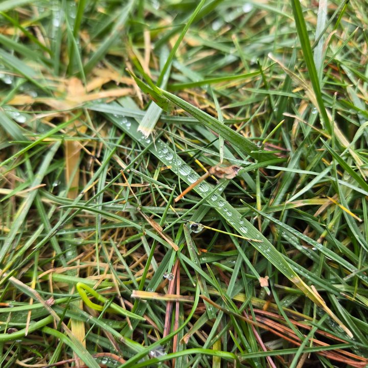 A close-up photo of water droplets on grass, taken with the Samsung Galaxy S24 Plus.