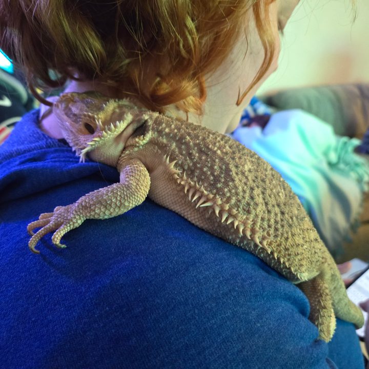 A photo of a lizard sitting on someone's shoulder, taken with the Samsung Galaxy S24 Plus.