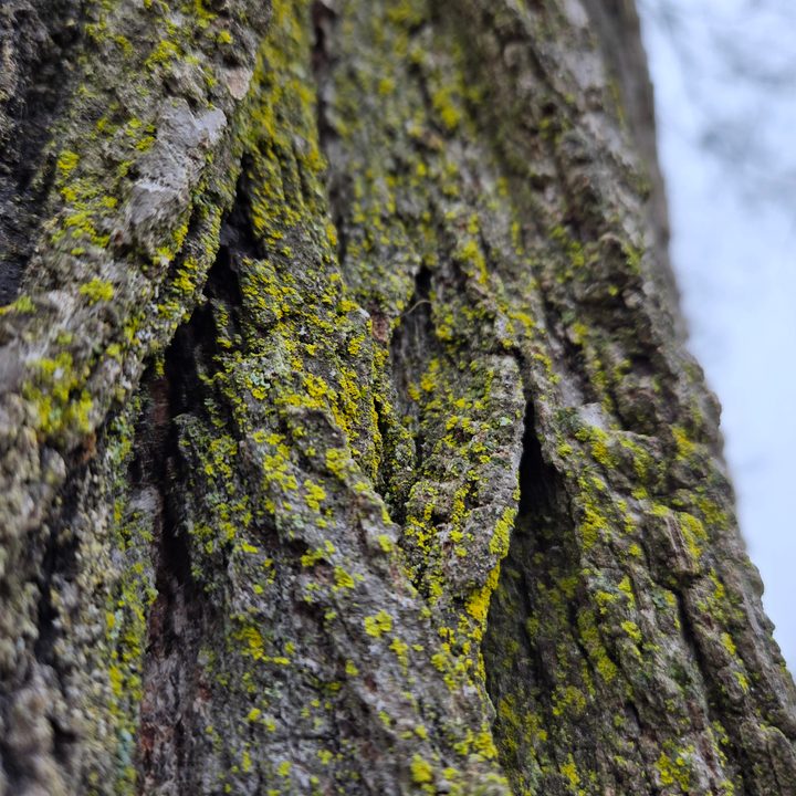 A close-up photo of moss growing on a tree, taken with the Samsung Galaxy S24 Plus.