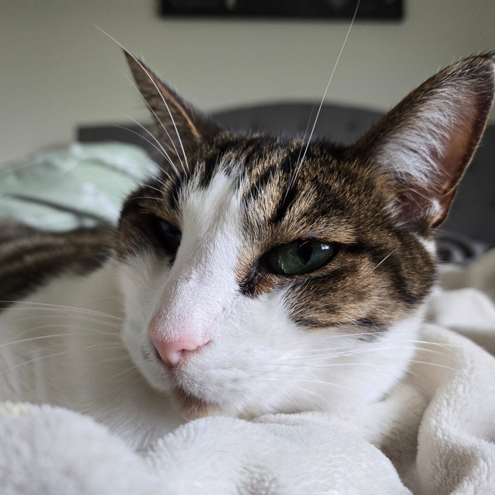 A close-up photo of a white and brown cat laying on a white blanket, taken with the Samsung Galaxy S24 Plus.