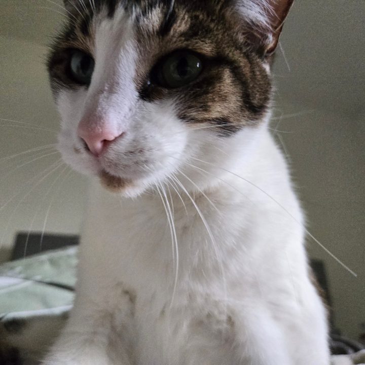 A photo of a white and brown cat sitting on a bed, taken with the Samsung Galaxy S24 Plus.