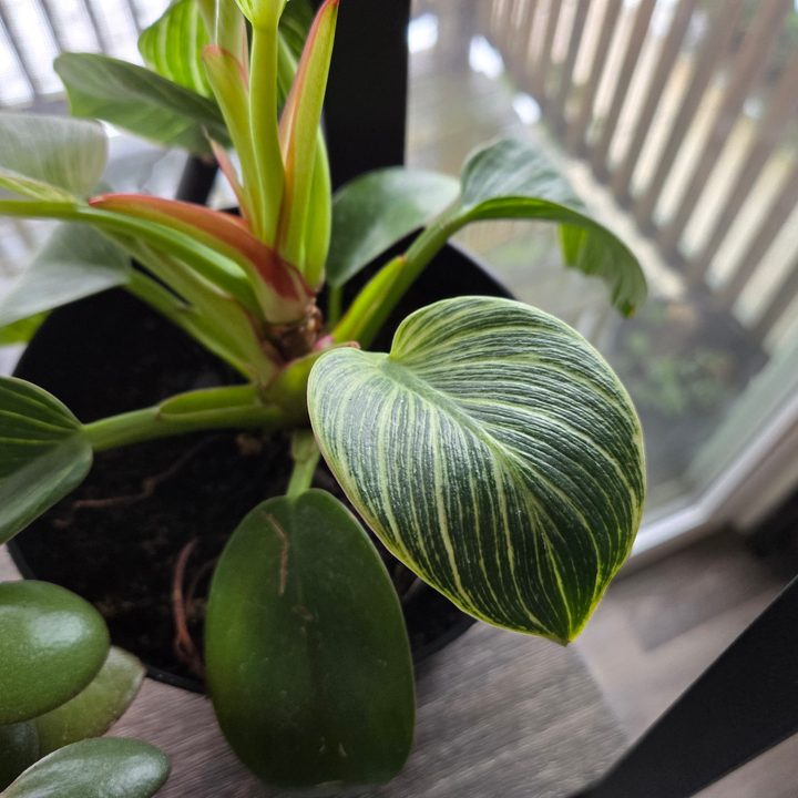 A photo of a house plant sitting on a shelf, taken with the Samsung Galaxy S24 Plus.