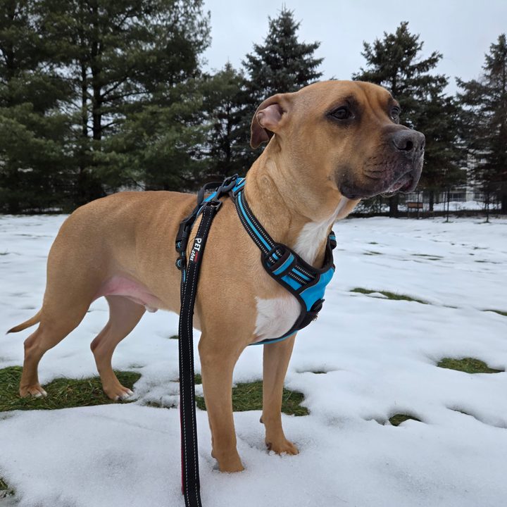 A photo of a dog standing outside in the snow, taken with the Samsung Galaxy S24 Plus.