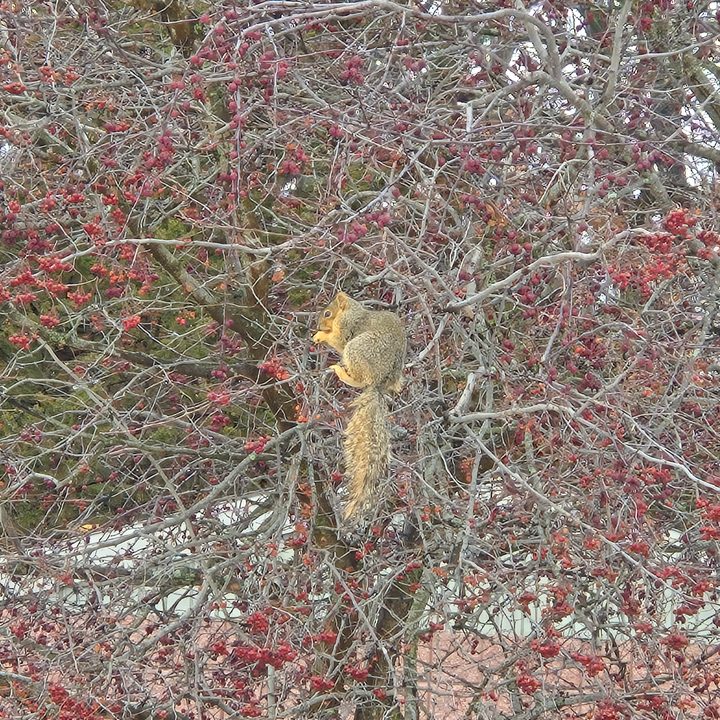 A photo of a squirrel sitting in a tree, taken with the Samsung Galaxy S24 Plus.