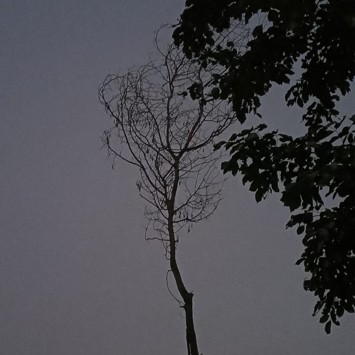 Dried tree in eerie lighting captured with Blackview N6000 tiny rugged Android phone.