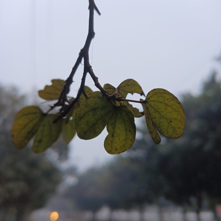 A bunch of leaves captured with Blackview N6000 tiny rugged Android phone.