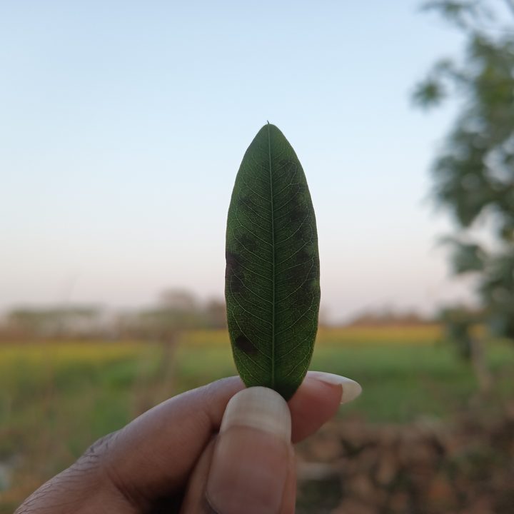 Single leaf held against a farm captured with Blackview N6000 tiny rugged Android phone.