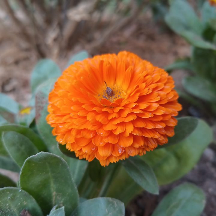 orange flower captured with Blackview N6000 tiny rugged Android phone.
