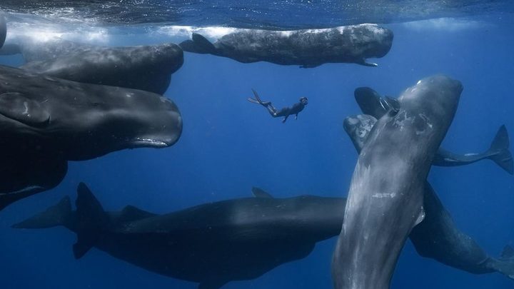 Patrick Dykstra swims with the whales in Patrick and the Whale.