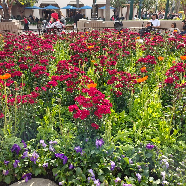 Flower bed at DCA taken on OnePlus 12 main camera.