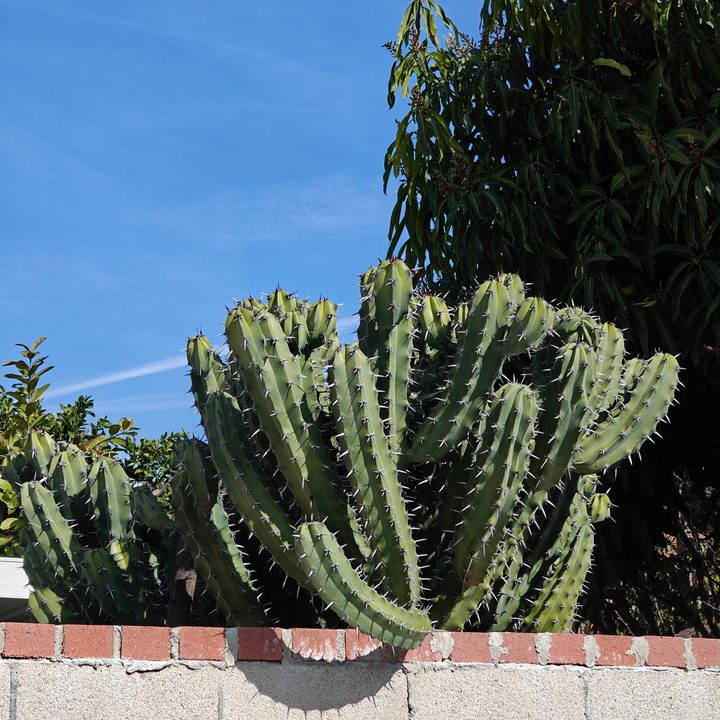 Cactus close up taken with OnePlus 12 telephoto camera.