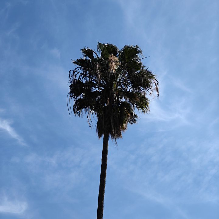 Palm tree closeup taken with OnePlus 12 telephoto camera.