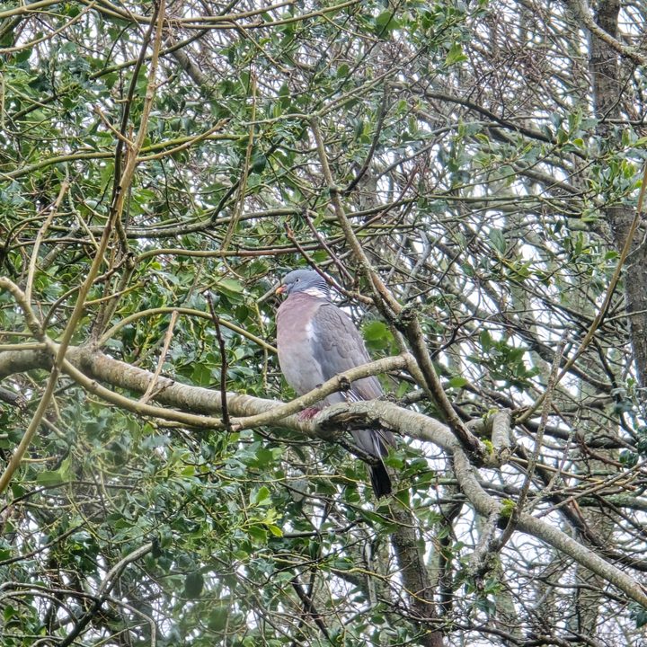 A photo taken with the Samsung Galaxy S24 Ultra at 10x zoom.