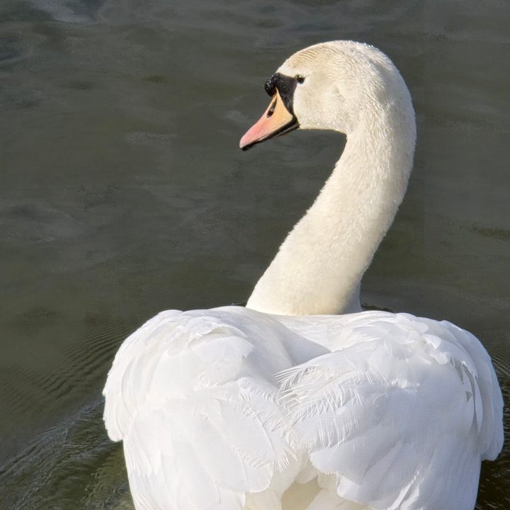 A photo taken with the Samsung Galaxy S4 Ultra's 10x zoom.
