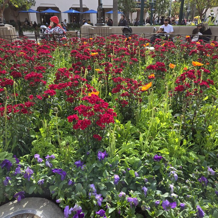 Flower bed at DCA taken on Samsung Galaxy S24 main camera.