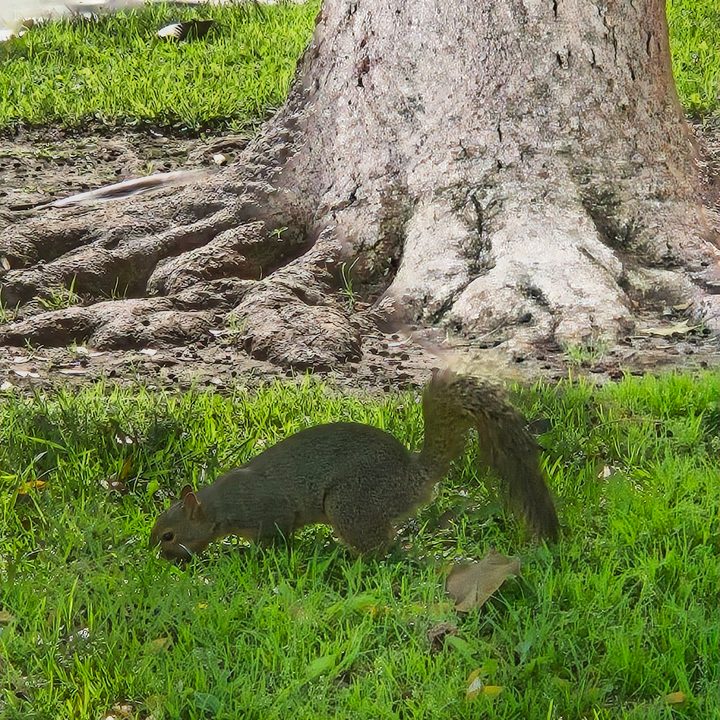 Squirrel at park edited by removing shadows with Samsung Galaxy S24.