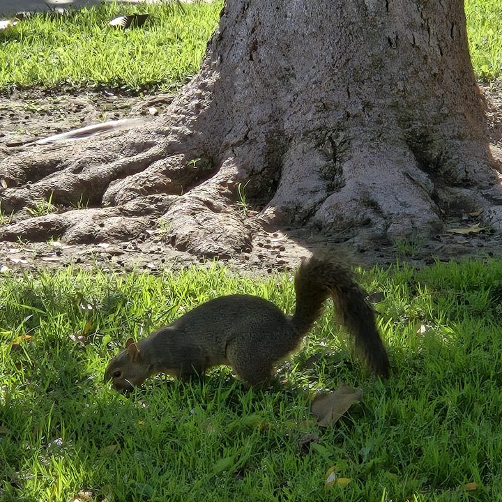 Squirrel at park taken with Samsung Galaxy S24.