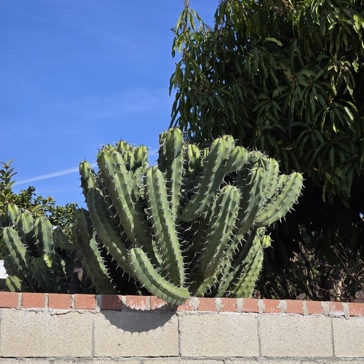Cactus plant closeup taken with Samsung Galaxy S24 telephoto camera.