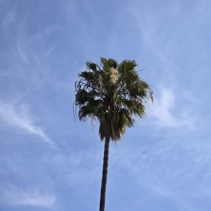 Palm tree closeup taken with Samsung Galaxy S24 telephoto camera.