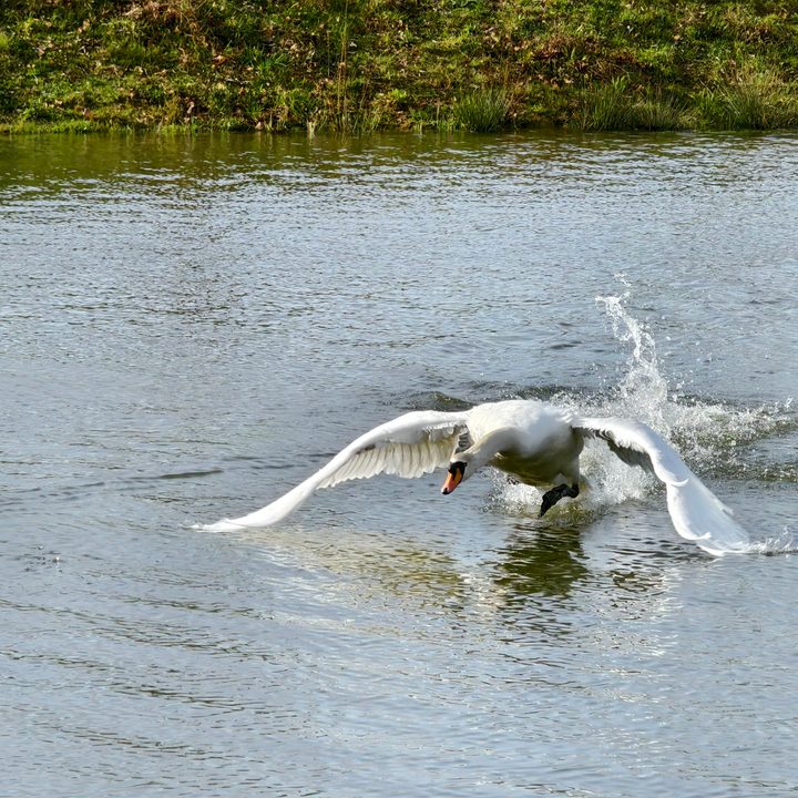 A photo taken with the Vivo X100 Pro's 10x zoom.