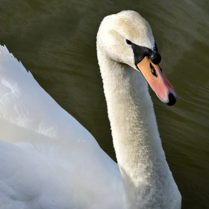 A photo taken with the Vivo X100 Pro's 10x zoom.