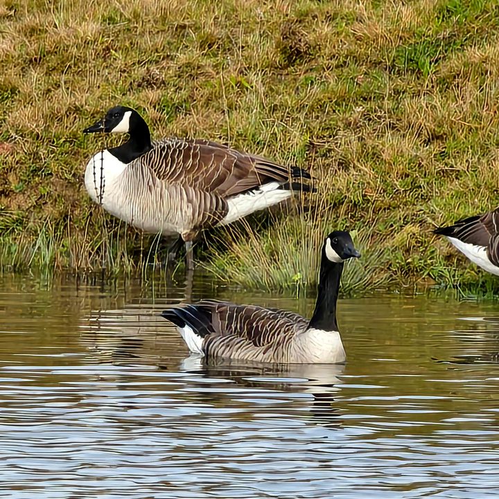A photo taken with the Vivo X100 Pro's 30x zoom.