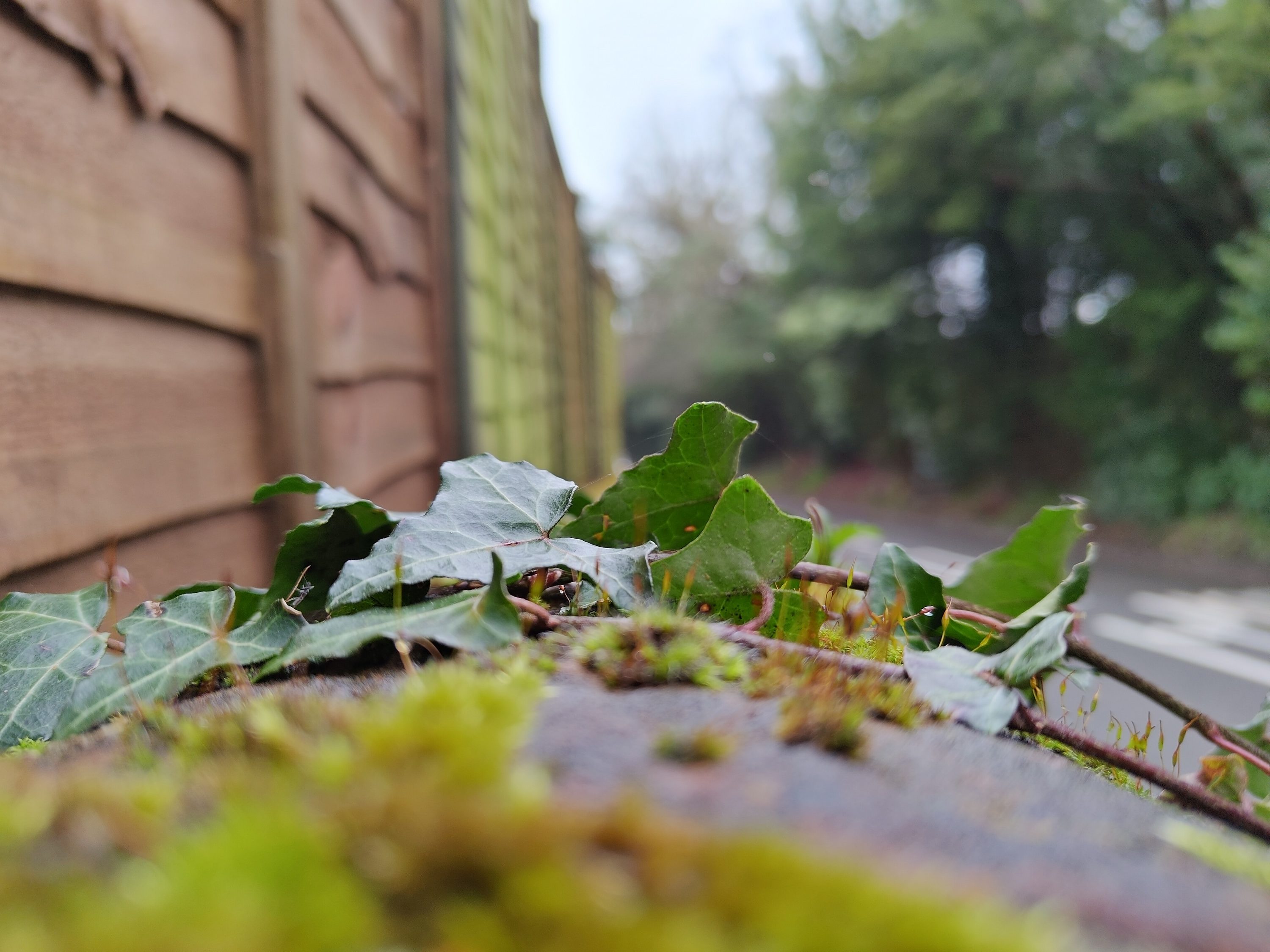 A photo taken with the Asus Zenfone 11 Ultra's main camera.