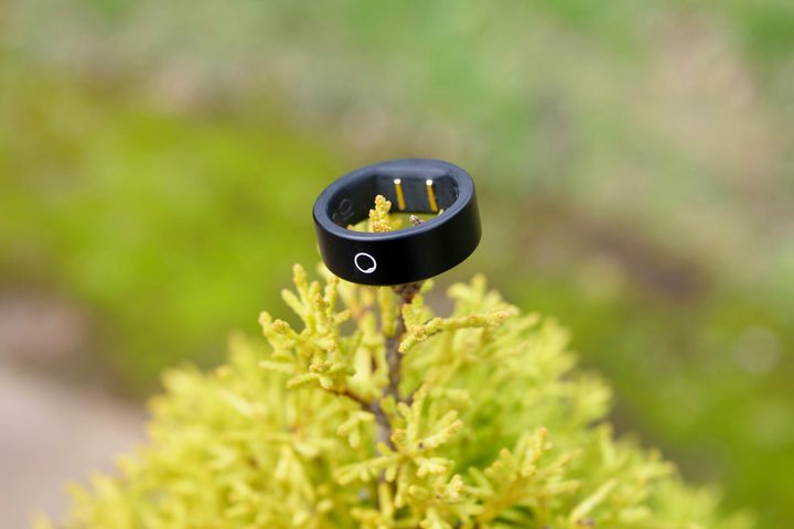 The Circular Ring Slim resting on a tree branch.