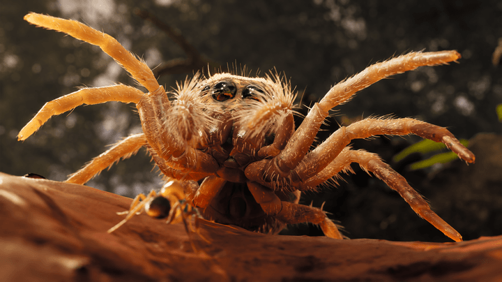 A spider towers before an ant in Empire of the Ants.