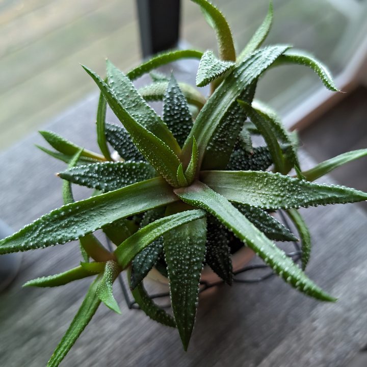A close-up photo of a succulent, taken with the Google Pixel 8.