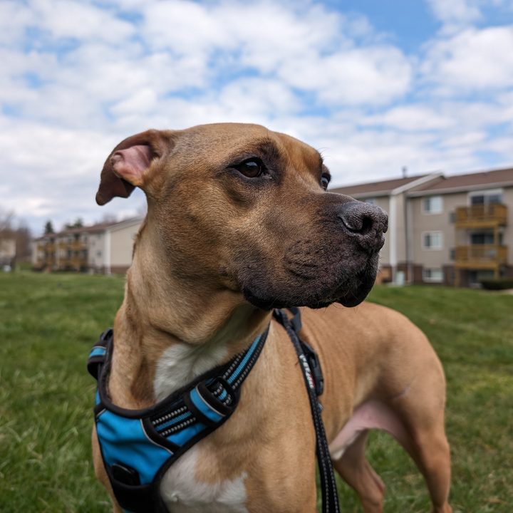 A photo of a dog standing outside, taken with the Google Pixel 8.