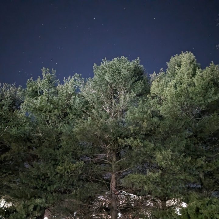 A nighttime photo of trees taken in pitch black, taken with the Google Pixel 8.