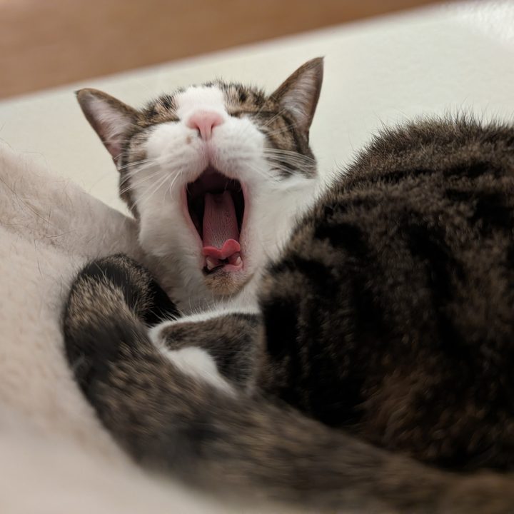 A photo of a yawning cat, taken with the Google Pixel 8.