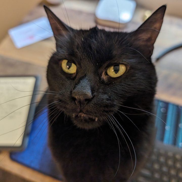 A photo of a black cat sitting on a desk, taken with the Google Pixel 8.