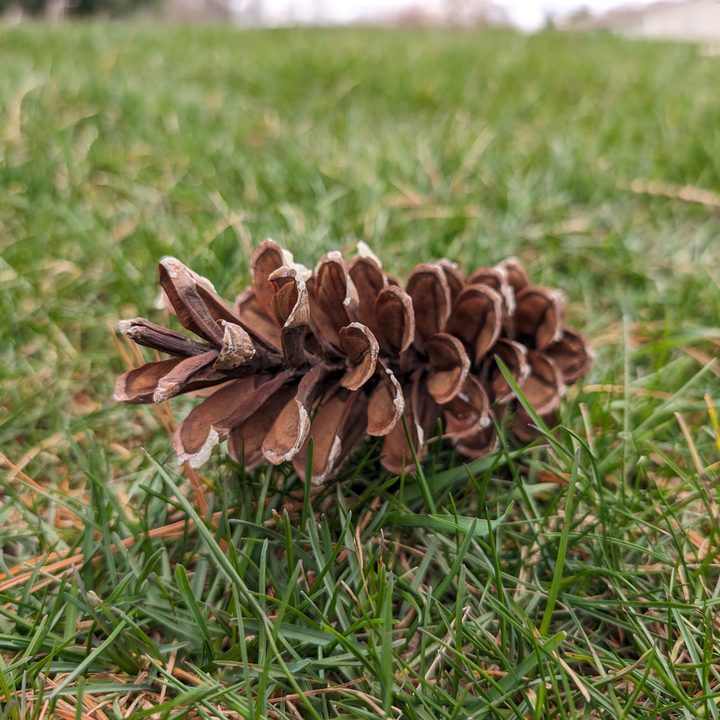 A close-up photo of a pinecone sitting on the grass, taken with the Google Pixel 8.