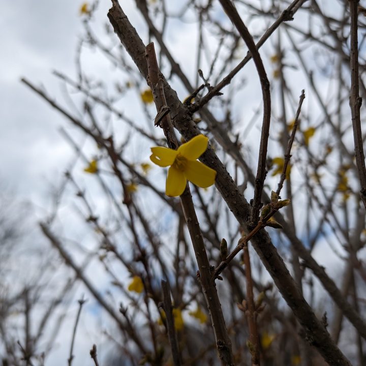 A photo of a yellow flower on a bush, taken with the Google Pixel 8.