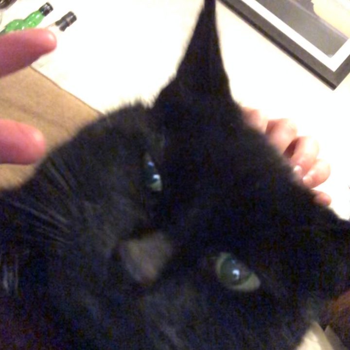 A picture of a black cat, with an unfortunate expression.