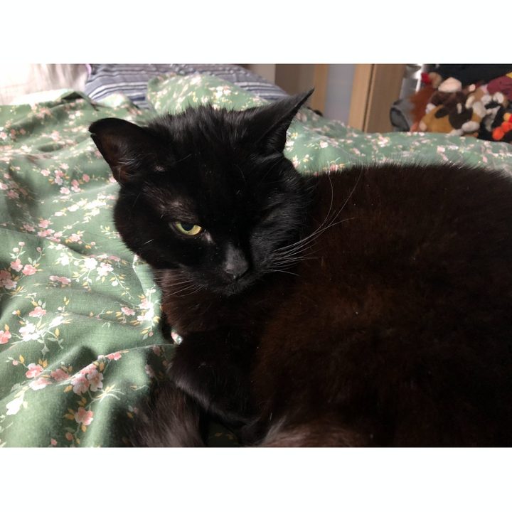 A photo of a black cat sat on a bed.