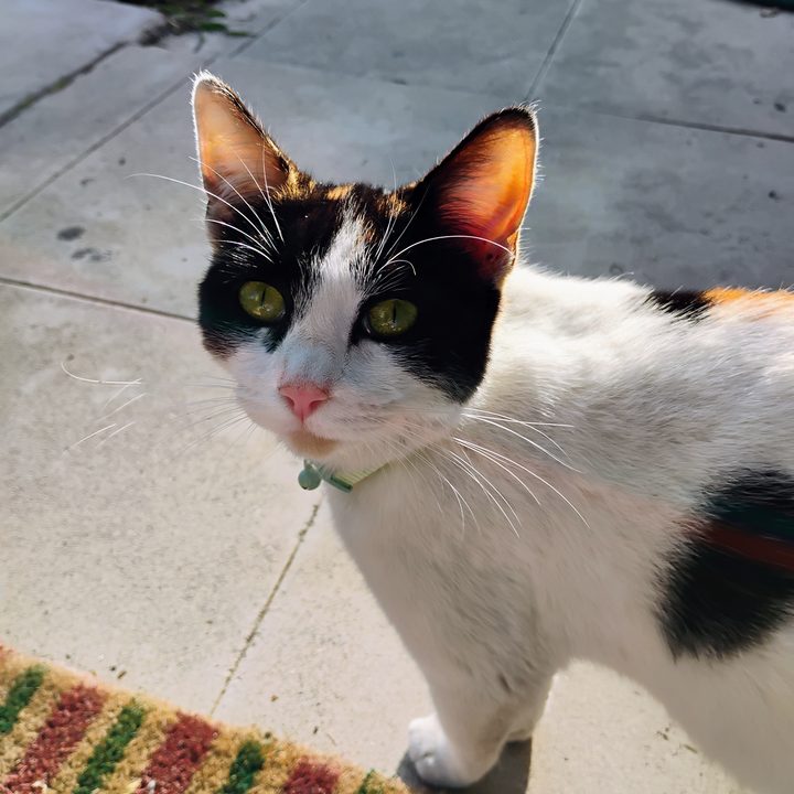 Photo of a cat taken with the Moto G 5G (2024).