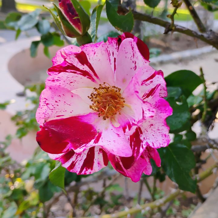 Photo of flower Moto G 5G (2024).