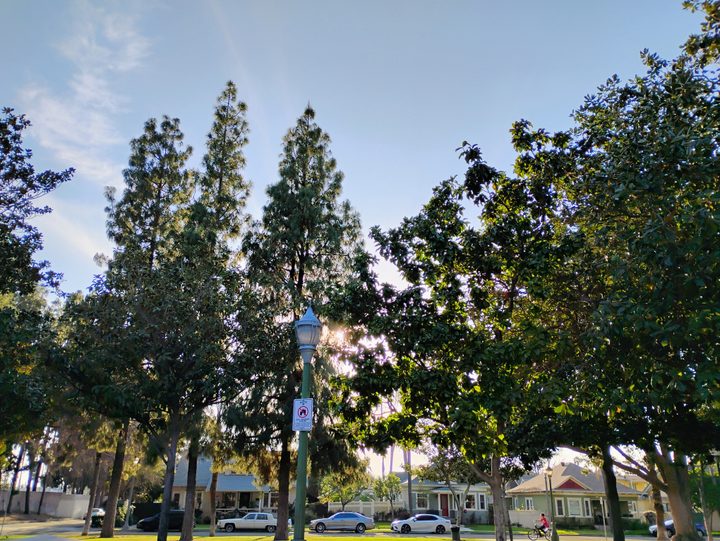 Photo of trees and sunlight taken with Moto G 5G (2024).