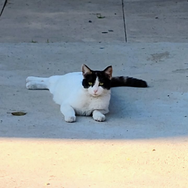 Zoomed in photo of cat taken with Moto G 5G (2024).