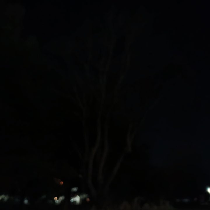 A nighttime photo of a tree, taken with the Moto G Power 5G (2024).
