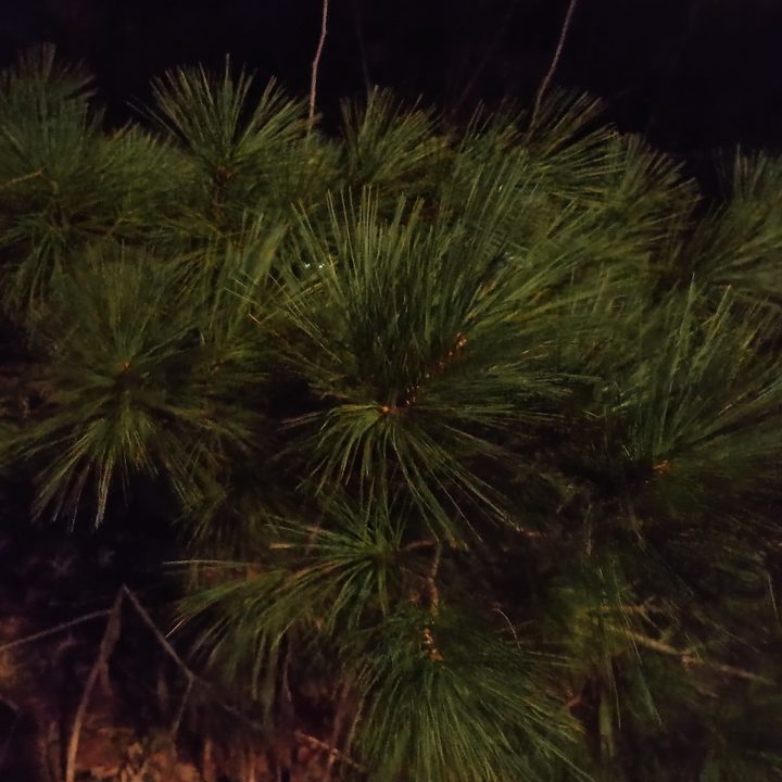 A nighttime photo of a pine tree, taken with the Moto G Power 5G (2024).