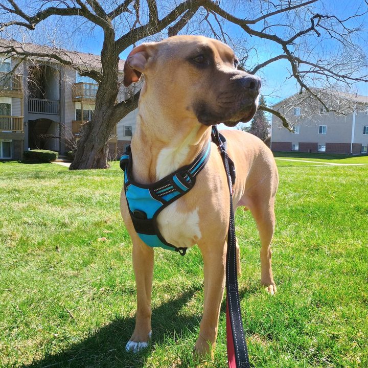A photo of a dog standing outside, taken with the Moto G Power 5G (2024).