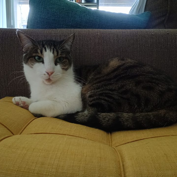 A photo of a cat sitting on a yellow stool, taken with the Moto G Power 5G (2024).