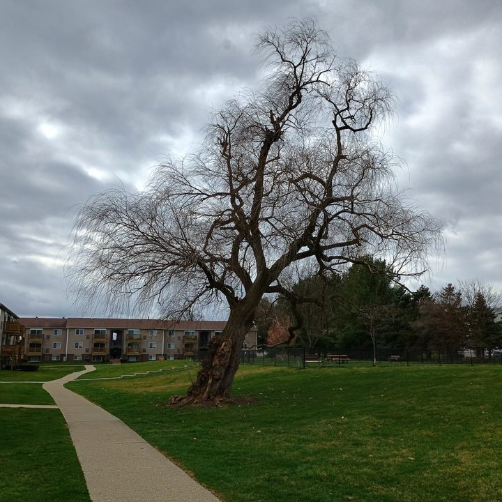 A photo of a tree outside with an overcast sky behind it, taken with the Moto G Power 5G (2024).