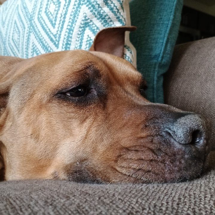 A close-up photo of a dog laying on a couch, taken with the Moto G Power 5G (2024).